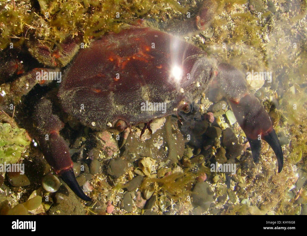 Ozius truncatus ist eine Süßwasserkrabbenart, die häufig in den aquatischen Lebensräumen Südamerikas vorkommt. Er ist bekannt für sein unverwechselbares Aussehen und seine Rolle im Ökosystem. Stockfoto