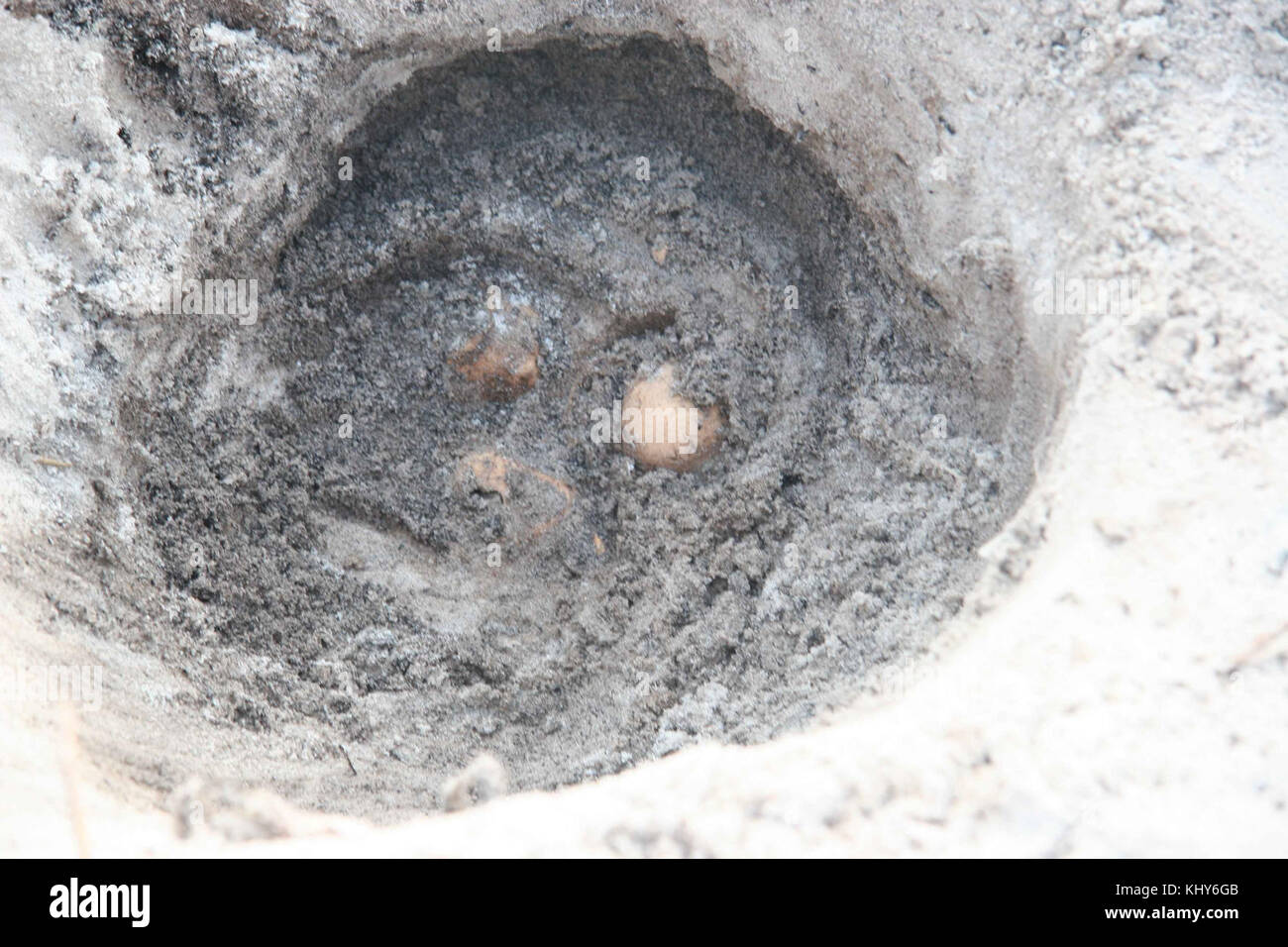 Tote Eier der Meeresschildkröten im Sand Nest Stockfoto