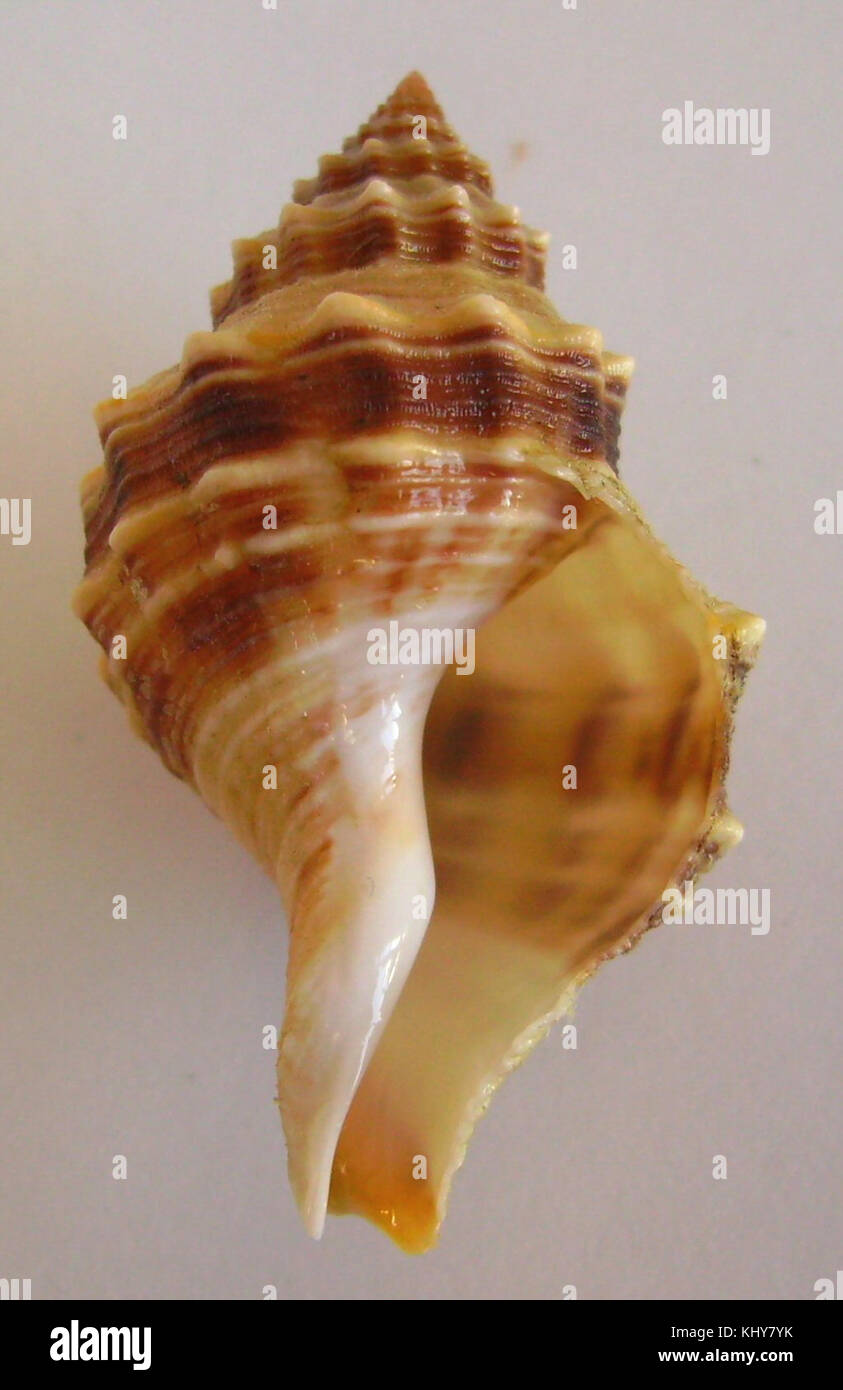 Austrofusus Eichel (Basis) Stockfoto