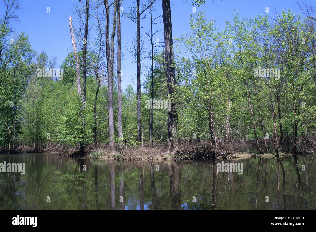 Rand der Teich mit einer Vielzahl von Laub- und immergrünen Bäume wachsen auf Shoreline Stockfoto