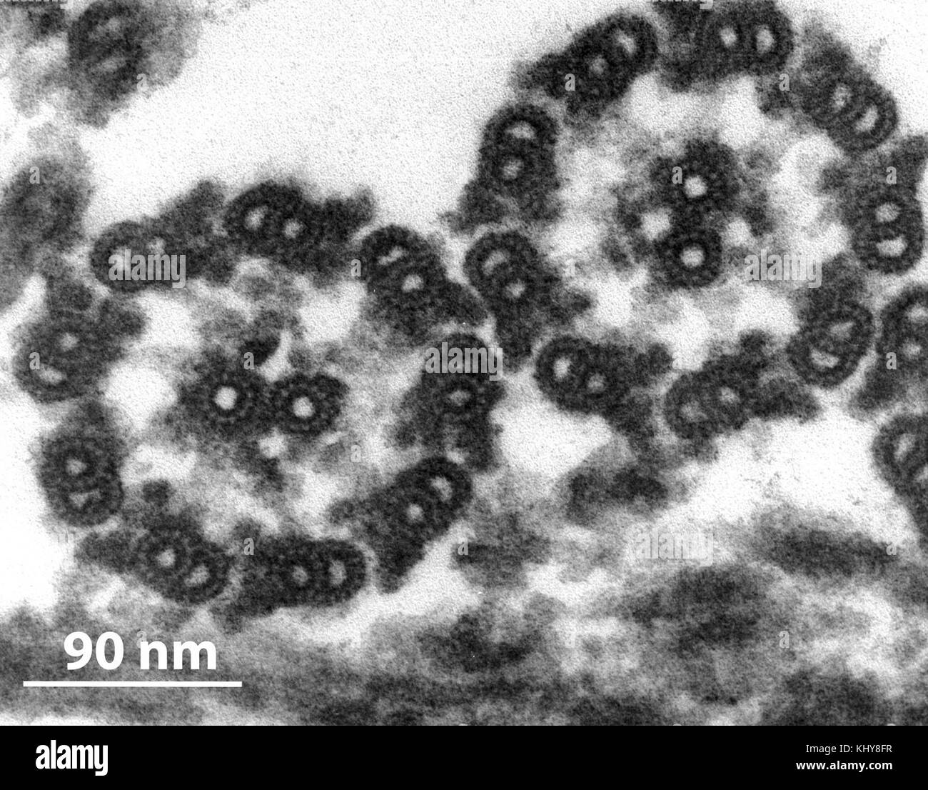 Chlamydomonas TEM 17 mit Skala Stockfoto