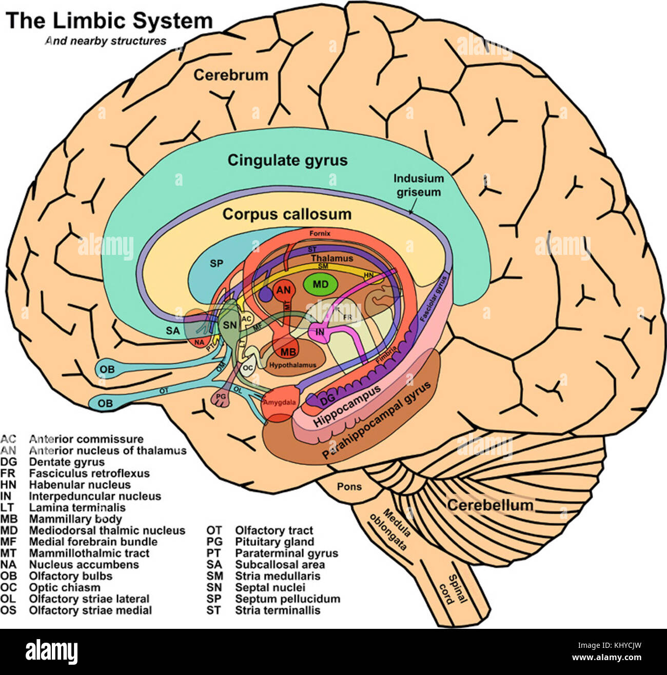 John Taylors Arbeit über das limbische System und die nahe gelegenen Gehirnstrukturen erforscht die entscheidende Rolle, die diese Regionen für Emotionen, Gedächtnis und Verhalten spielen. Das limbische System ist ein integraler Bestandteil der menschlichen Kognition und emotionalen Regulierung. Stockfoto