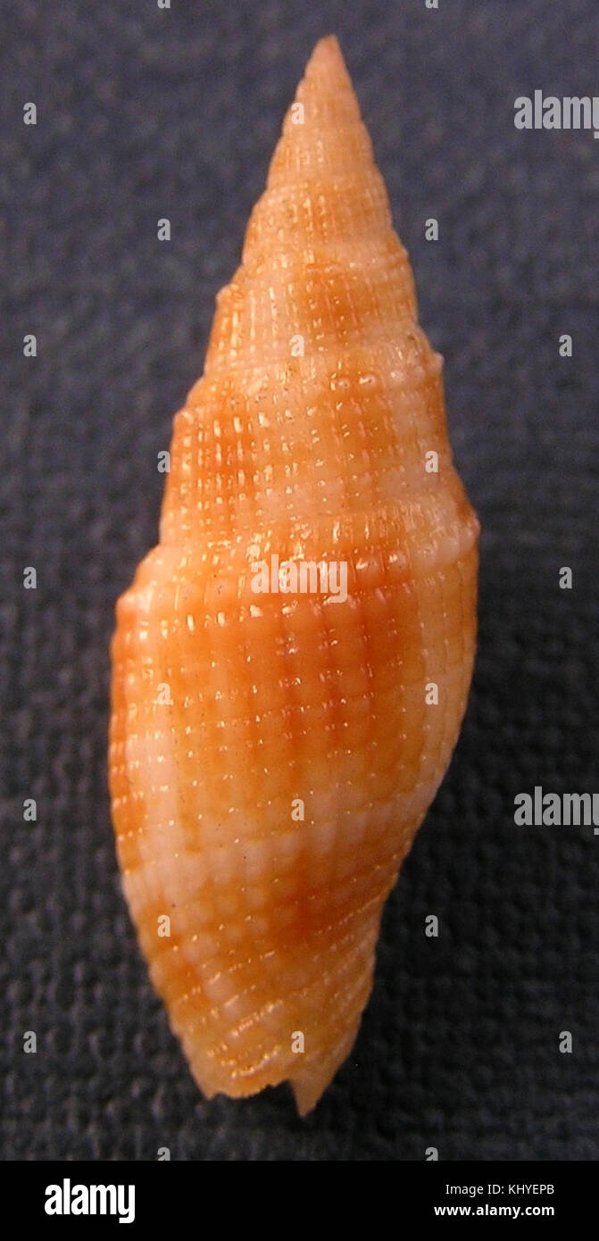 Vexillum (Costellaria) poppei ist eine Art der Meeresschnecke aus der Familie der Costellariidae. Sie kommt in Meeresgebieten vor, bekannt für ihre ausgeprägte, schmale und lange Muschel. Die Schale der Art weist feine axiale Rippen auf und ist meist weiß mit hellbraunen Markierungen. Es wird häufig in Studien an Meeresmuscheln identifiziert. Stockfoto