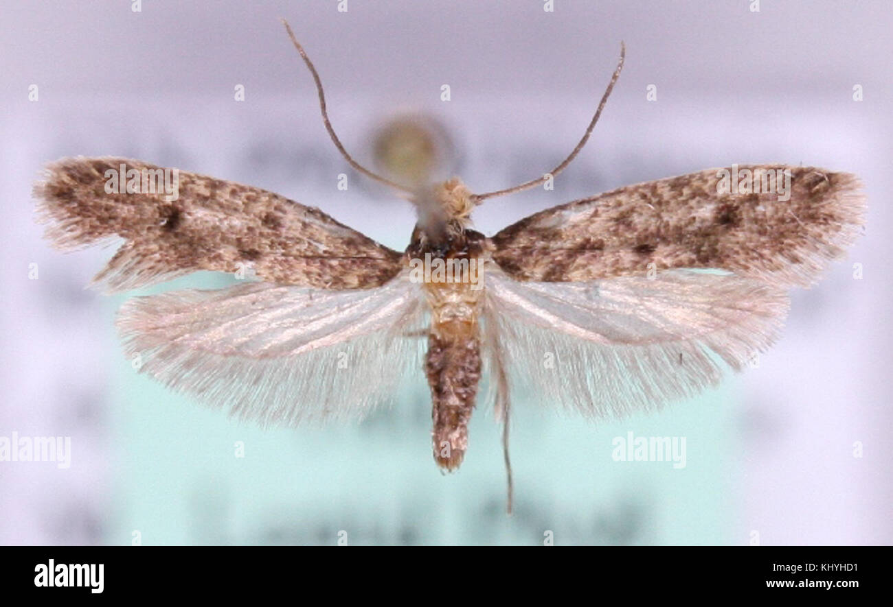 Niditinea striolella ist eine Art von Motten aus der Familie der Tineidae. Sie kommt in Teilen Europas vor und hat markante Markierungen auf ihren Flügeln, die oft in der Entomologie auf ihre ökologische Rolle und ihre Verbreitung untersucht werden. Stockfoto