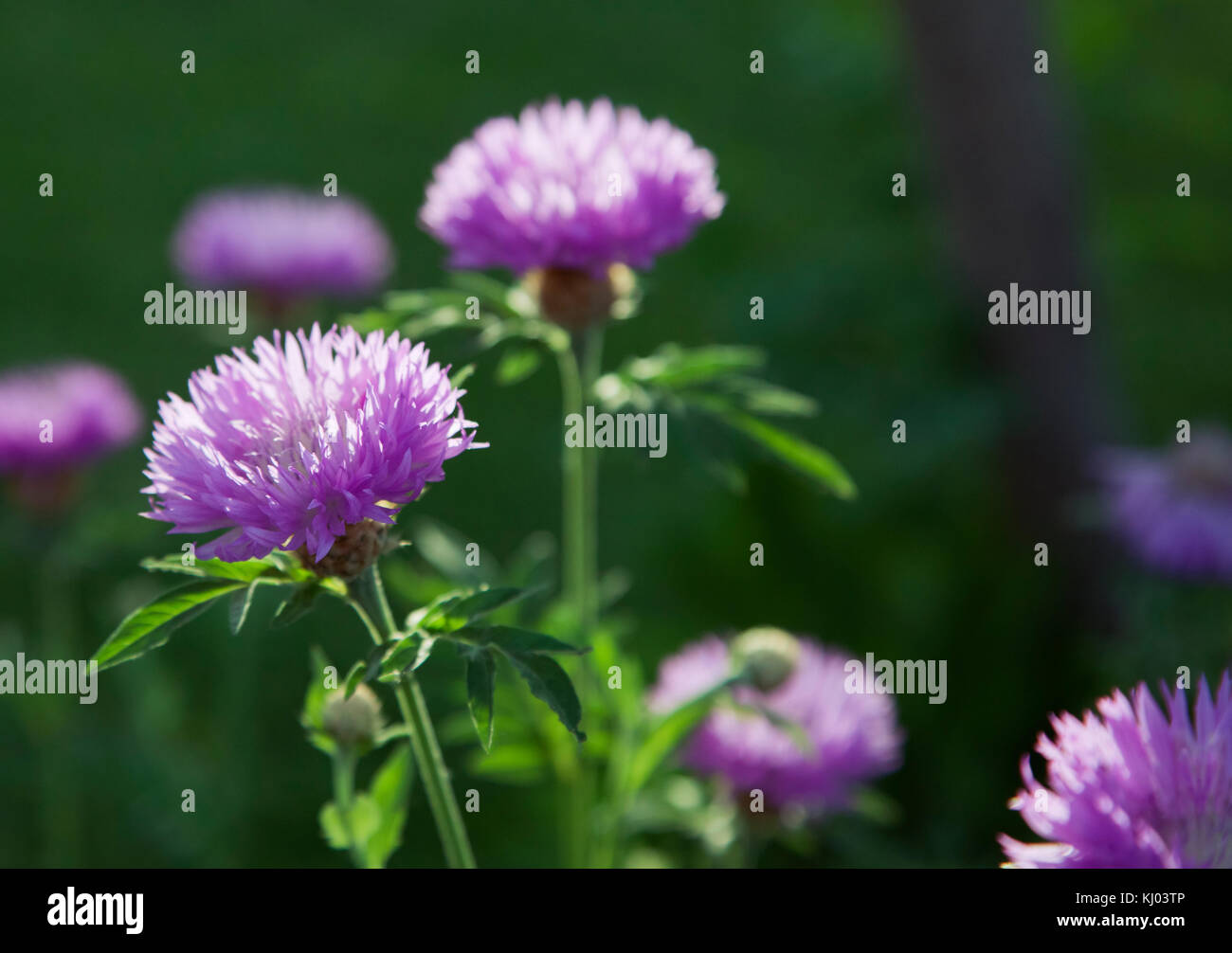 Lila Blüten auf einer Wiese Stockfoto