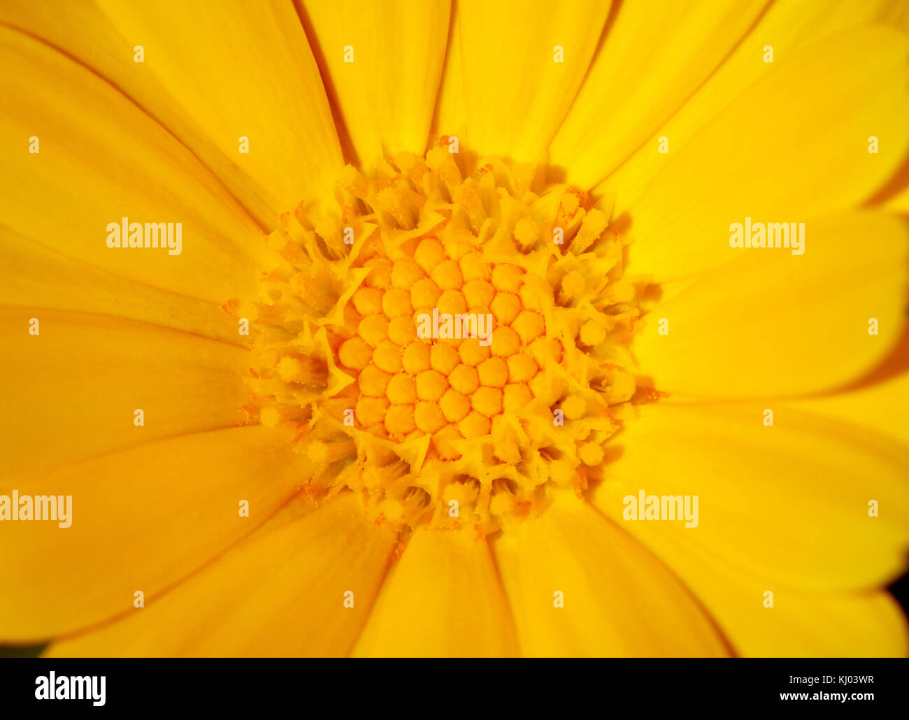 Gelbe Blume, Makro Stockfoto