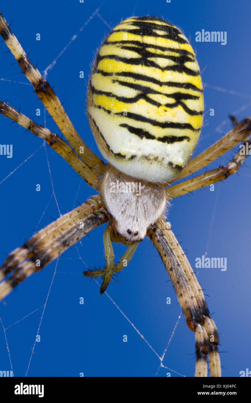Wasp Spider (Argiope Bruennichi) erwachsenen weiblichen auf Ihrer Webseite. Sussex, England. August. Stockfoto