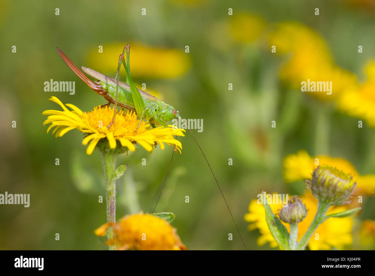 Lange geflügelte Pfeilspitze Bush - Kricket (Conocephalus verfärben) erwachsenen Weibchen auf ein fleabane Blume. Sussex, England. August. Stockfoto