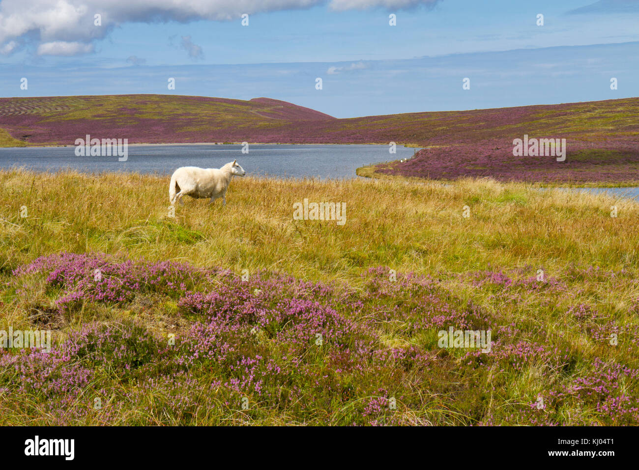 Welsh Mountain ewe unter Gemeinsamen Heidekraut oder Ling (Calluna vulgaris) Blüte im Moor Lebensraum in der Nähe von einem Bergsee. Glaslyn Nature Reserve, Powys Stockfoto