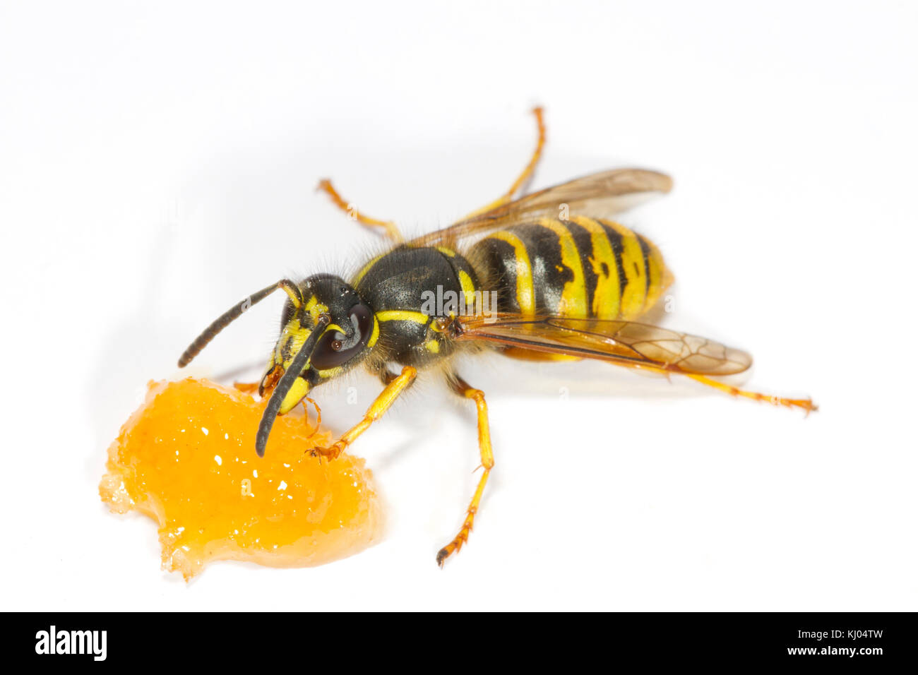 Sächsische Wespe (Dolichovespula saxonica) erwachsenen Arbeitnehmer Fütterung auf Honig auf einem weißen Hintergrund. Powys, Wales. August. Stockfoto