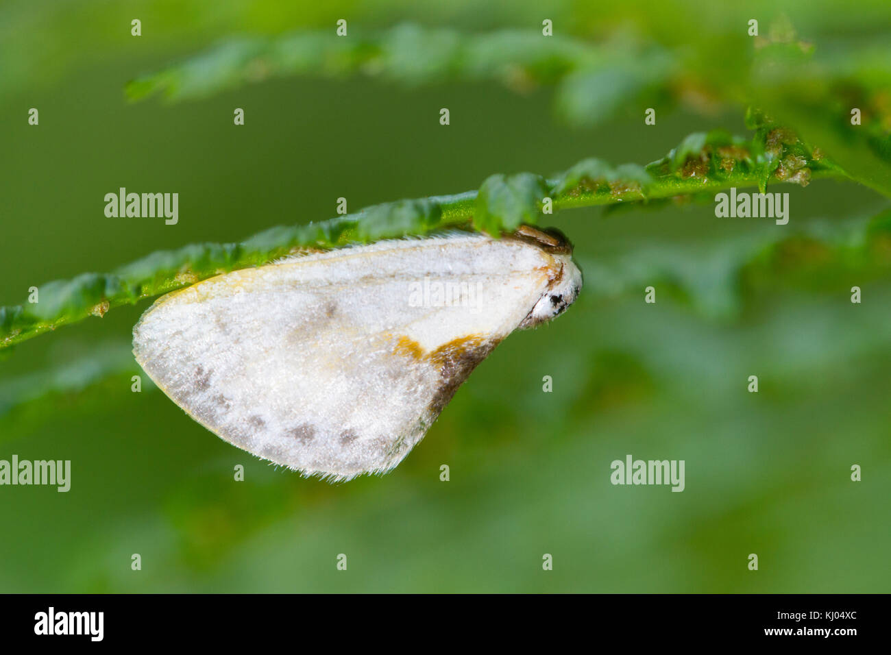 Chinesische Zeichen (Cilix glaucata) erwachsenen Motten Ruhe unter einem Farn Wedel. Moth ist ein Vogel - fallende nachahmen. Powys, Wales. August. Stockfoto