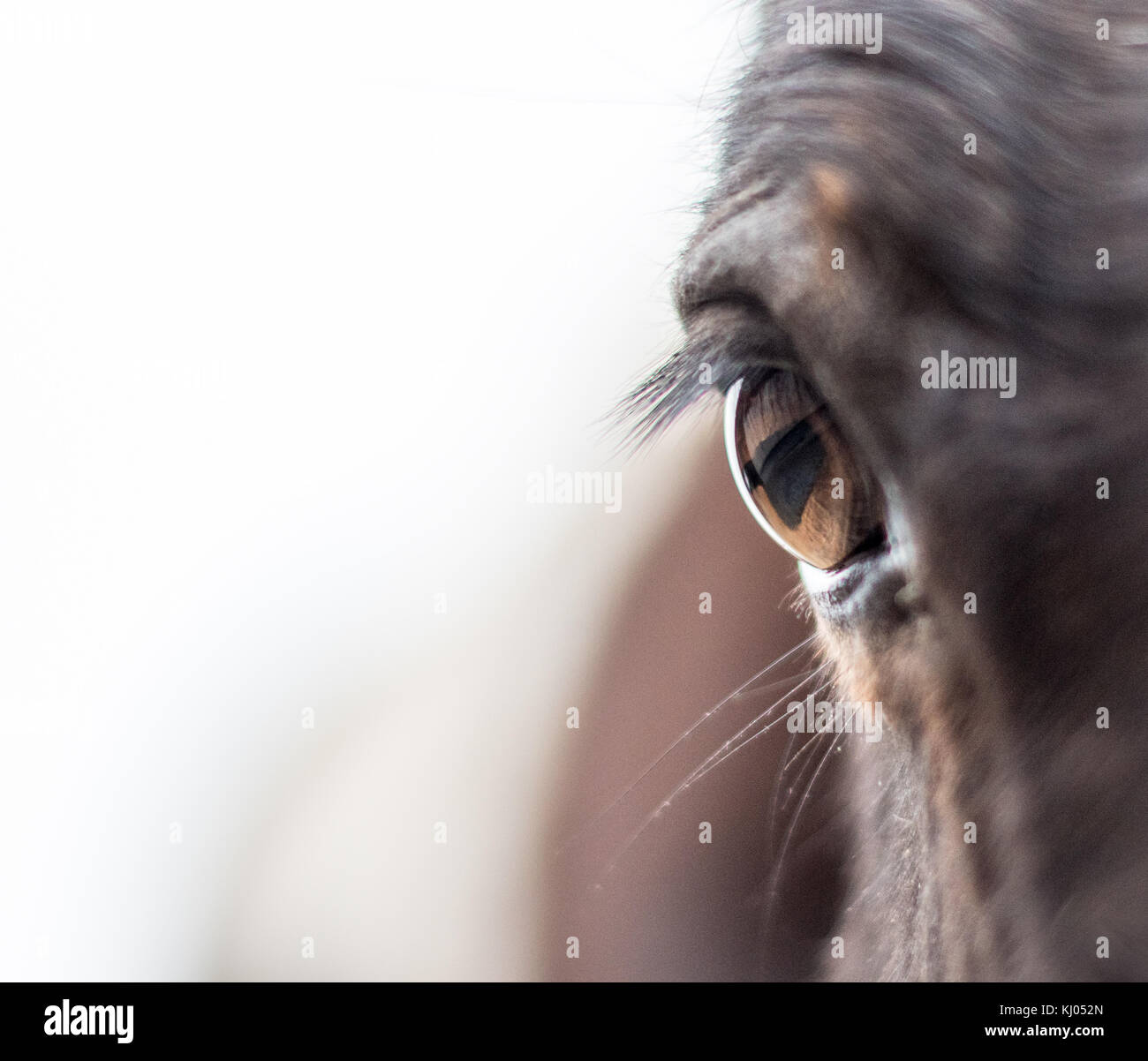 Nahaufnahme der Pony Auge Stockfoto