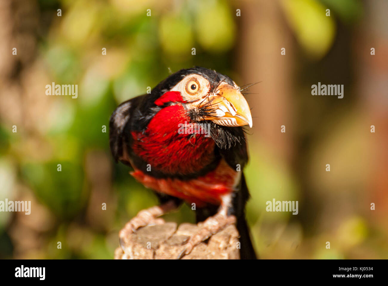 Bärtige barbet Vogel (lybius dubius) Stockfoto