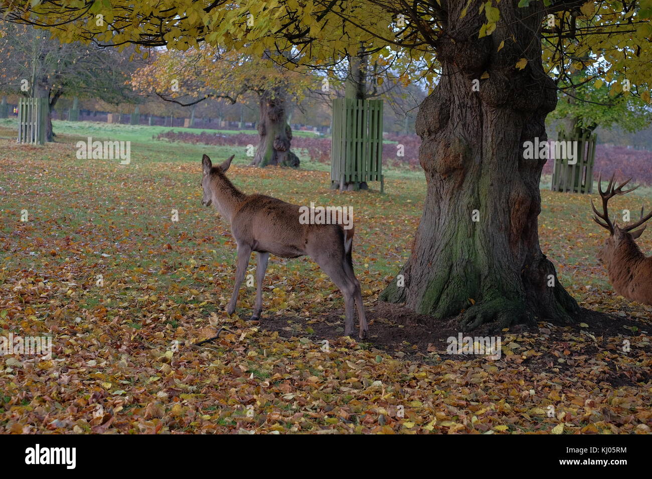 Rotwild in Park Stockfoto