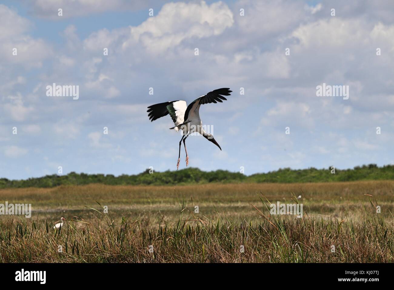 Kran nur Fliegen in den Everglades Stockfoto