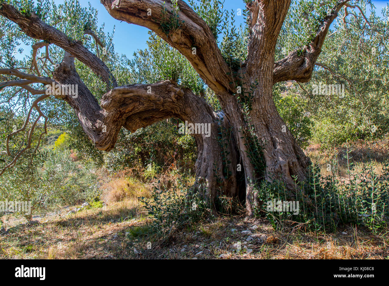 Eine riesige alte Olivenbäume Trunk mit jungen Zweigen abgedeckt Stockfoto