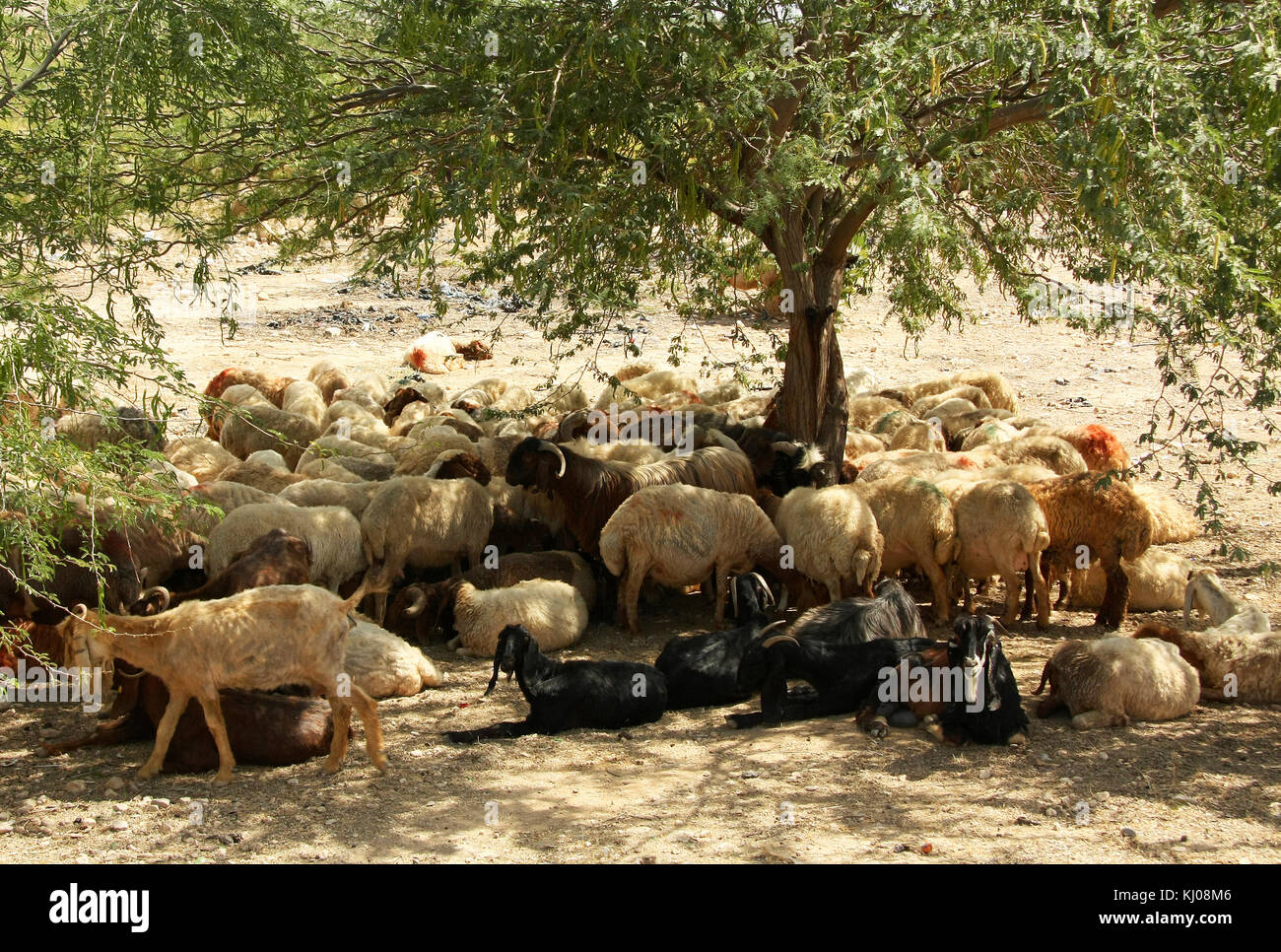 Gemischte Herde von Schafen und Ziegen hütete von der Sonne, Jordanien Stockfoto