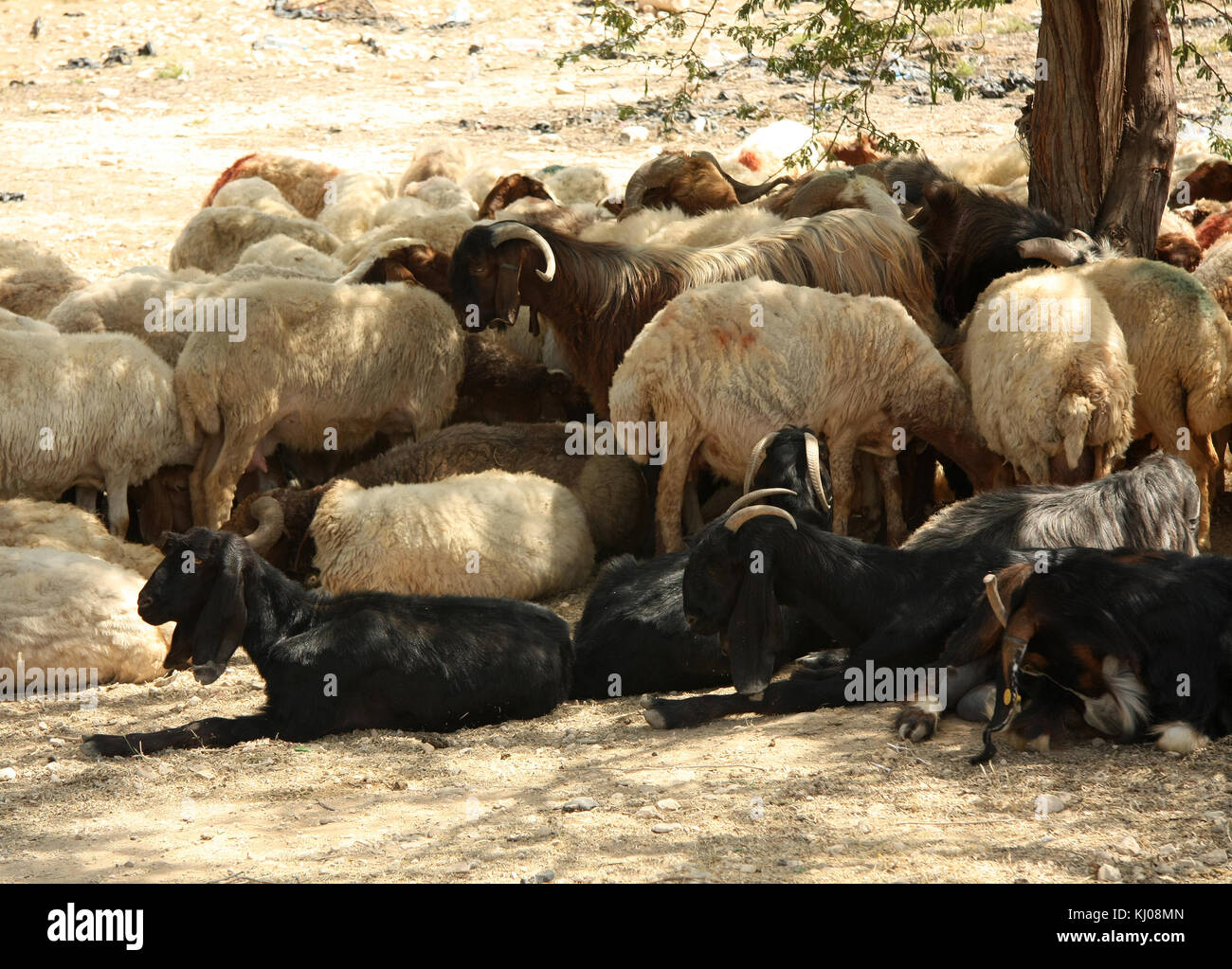 Gemischte Herde von Schafen und Ziegen hütete von der Sonne, Jordanien Stockfoto