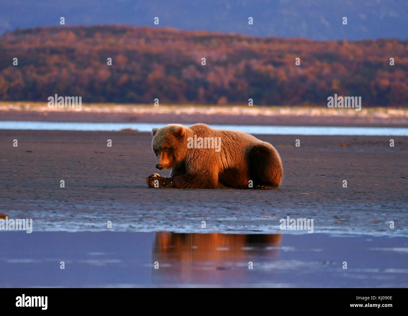 Braunbär (Ursus arctos) Festlegung am Strand Fütterung auf Clam, Sunrise, Hallo Bay, Shelikof Strait, Katmai National Park, Alaska Stockfoto