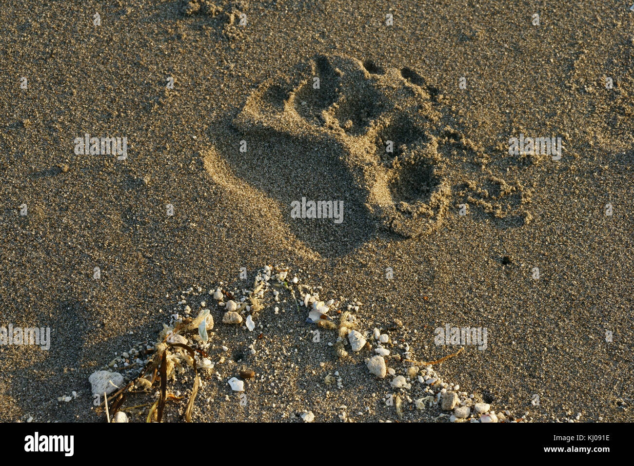 Footprint der Brown Bear Paw front ind Strand Sand mit kleinen tuff Steine, Hallo Bay Beach. Katmai National Park, Alaska Stockfoto