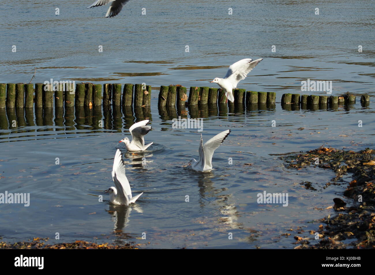 Fressattacke Stockfoto
