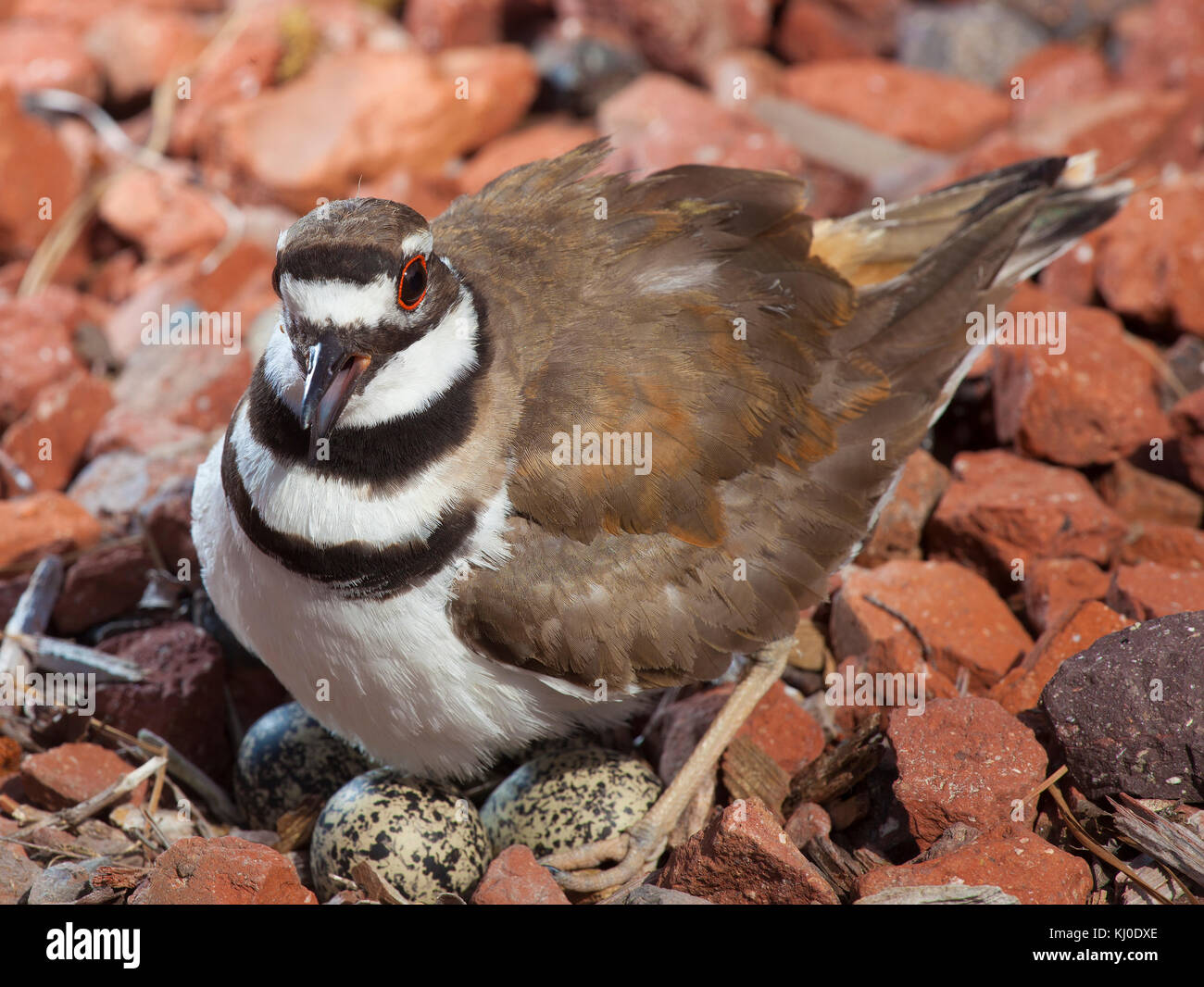 Killdeer ihr Nest eier Schutz auf ein paar Felsen Stockfoto