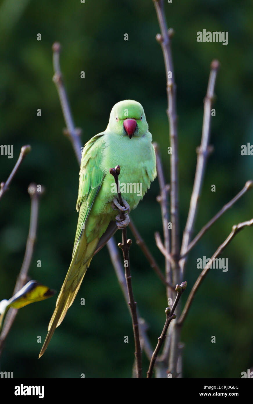 Frau Rose-ringed parakeet (Psittacula krameri), wilde Tier in Köln/Deutschland, in Gardensitting auf einem Zweig Stockfoto