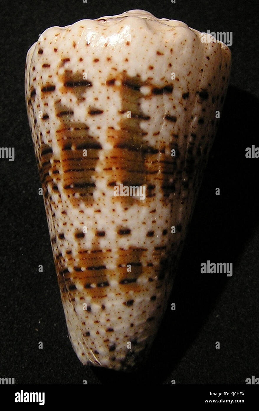 Eine wissenschaftliche Illustration oder ein Foto von *Conus imperialis*, einer Art räuberischer Meeresschnecke, die ihre unverwechselbaren Muscheln und Merkmale hervorhebt. Stockfoto