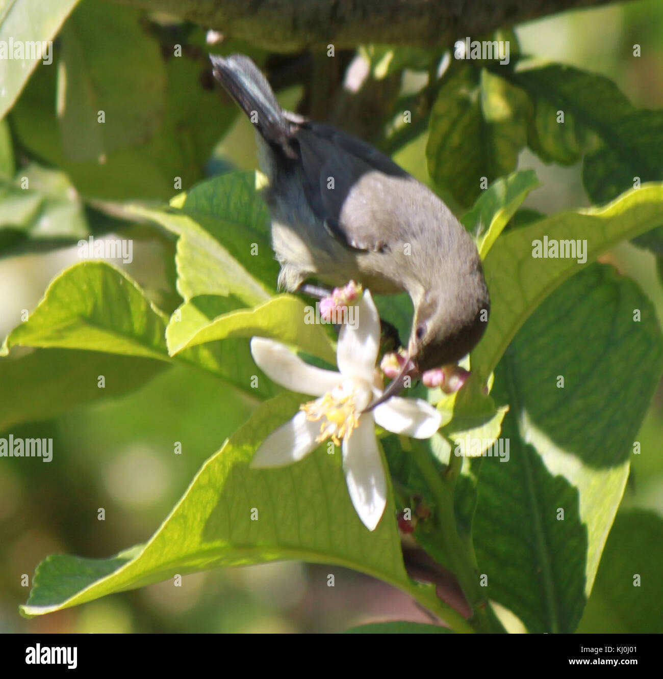 Israel 14270 Sunbird Stockfoto