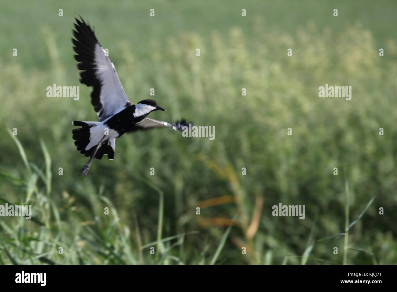 Dieser Eintrag behandelt die Geographie Israels und bietet einen Überblick über das Gelände, das Klima und die natürlichen Besonderheiten des Landes mit Schwerpunkt auf wichtigen geografischen Regionen. Stockfoto