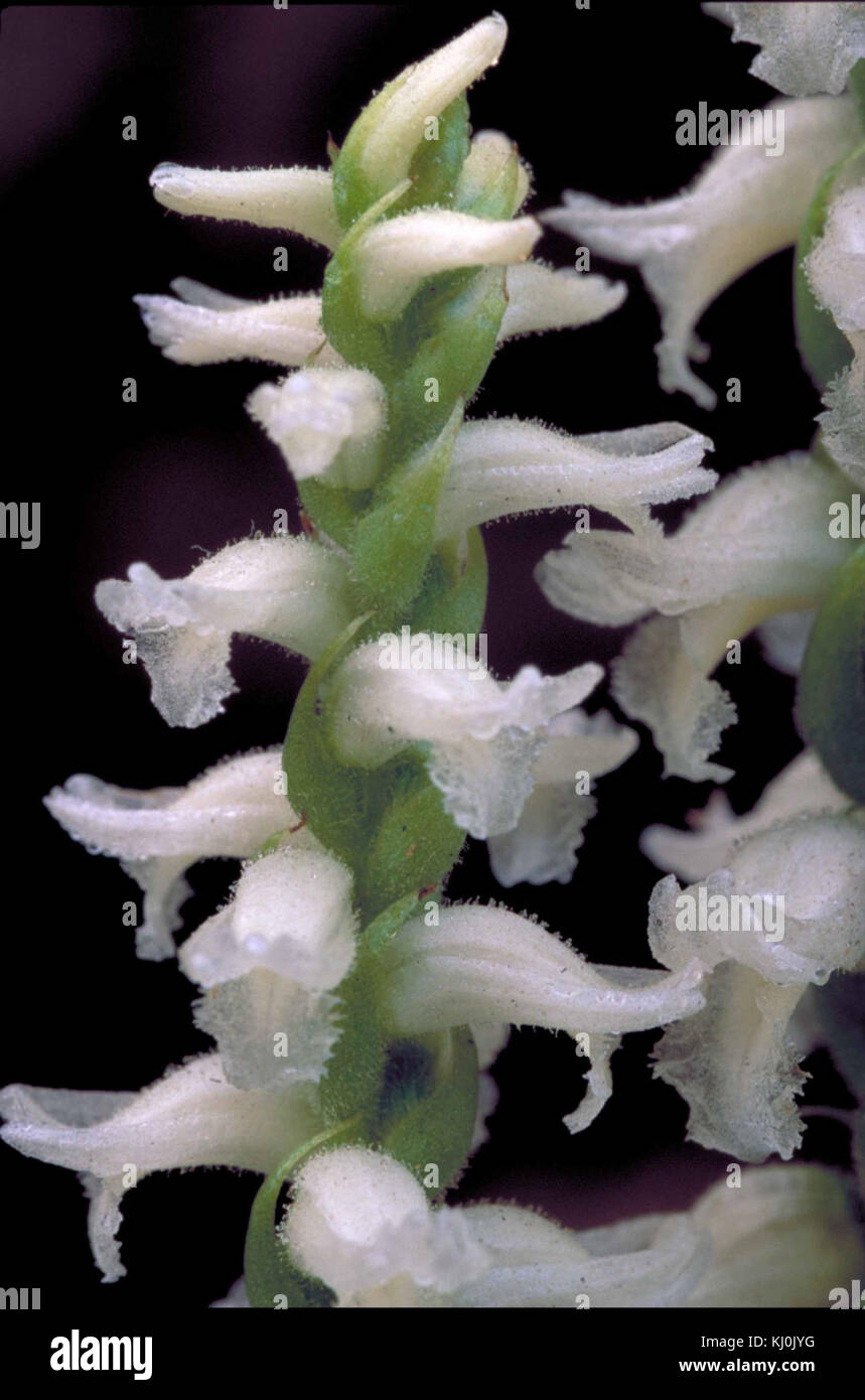 Wachstum der Weiße Orchidee Blüten auf Stiel Stockfoto