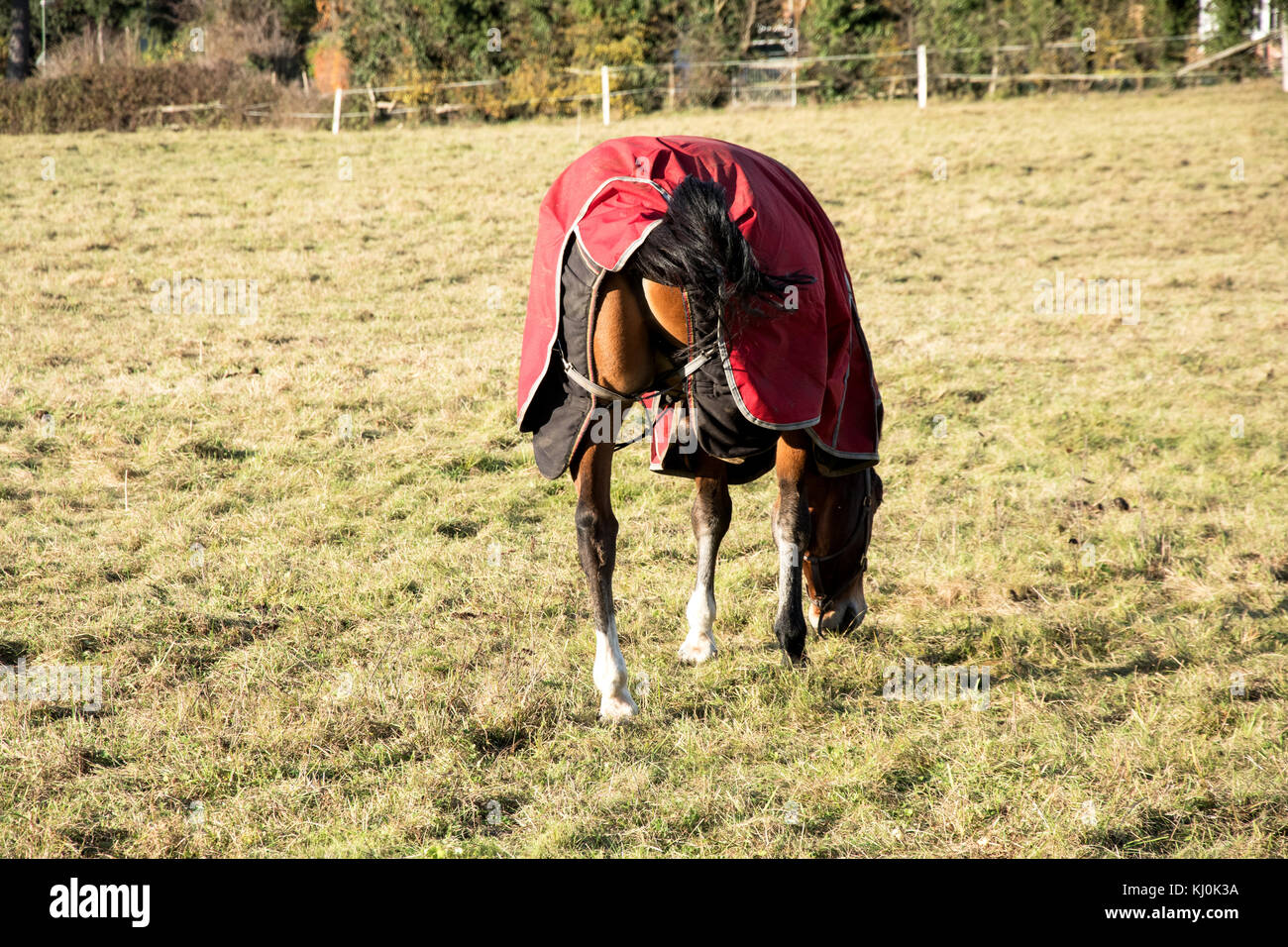 Pferd mit einem Bein unter seinem Mantel versteckt Stockfoto