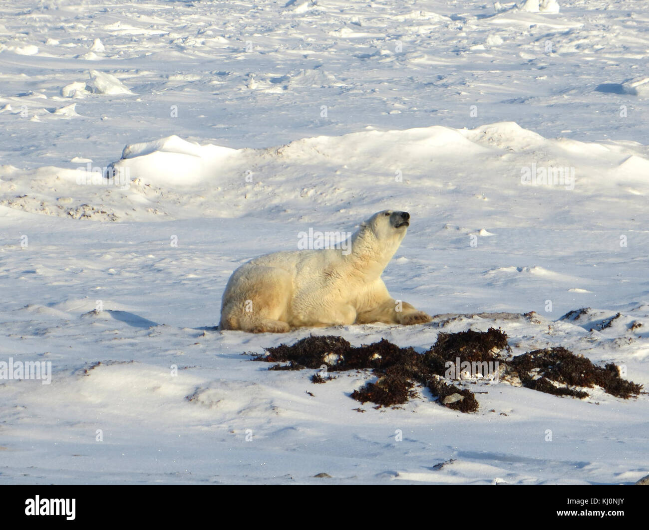 Churchill Wildlife Management Area Polar Bear 14. Stockfoto