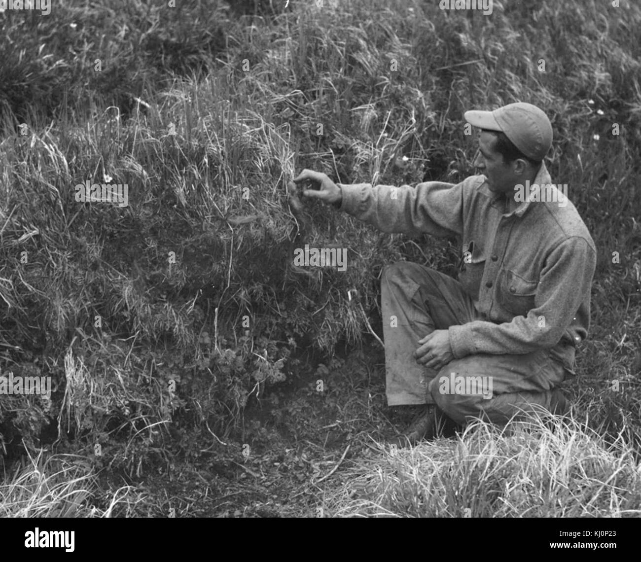Historische Fotos Mann im hohen Gras Stockfoto