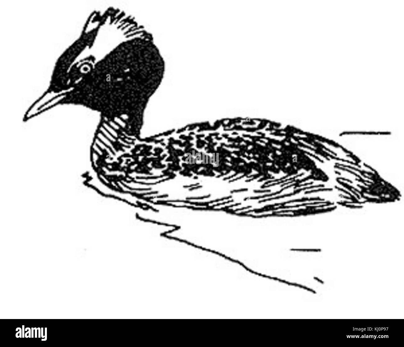 Horned Grebe podiceps auritus Wasservögel line Art Stockfoto