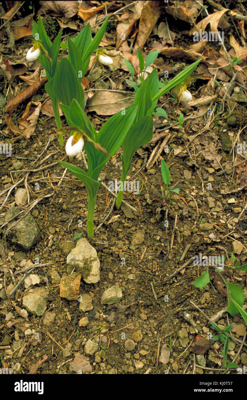 Einzelne weiße Orchidee Blüten auf grünen Stengeln Anlage Stockfoto