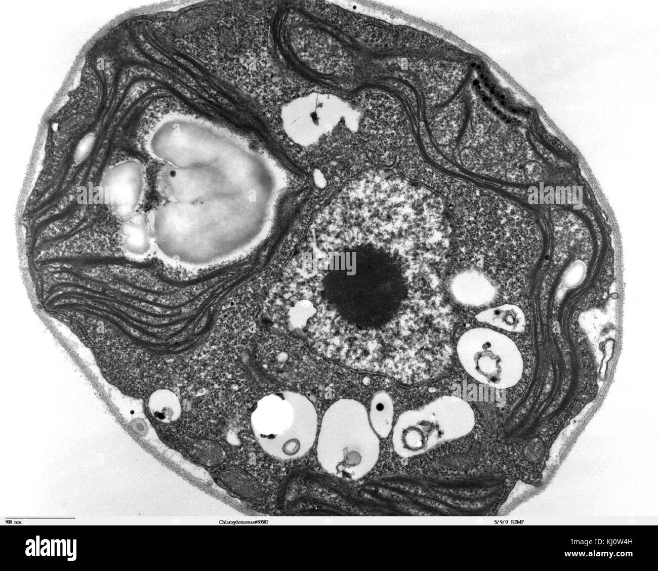 Dieses Transmissionselektronenmikroskop (TEM) Bild zeigt Chlamydomonas, eine Gattung von Grünalgen. Das detaillierte Bild bietet einen Einblick in die Zellstruktur und die Eigenschaften dieses Mikroorganismus. Stockfoto