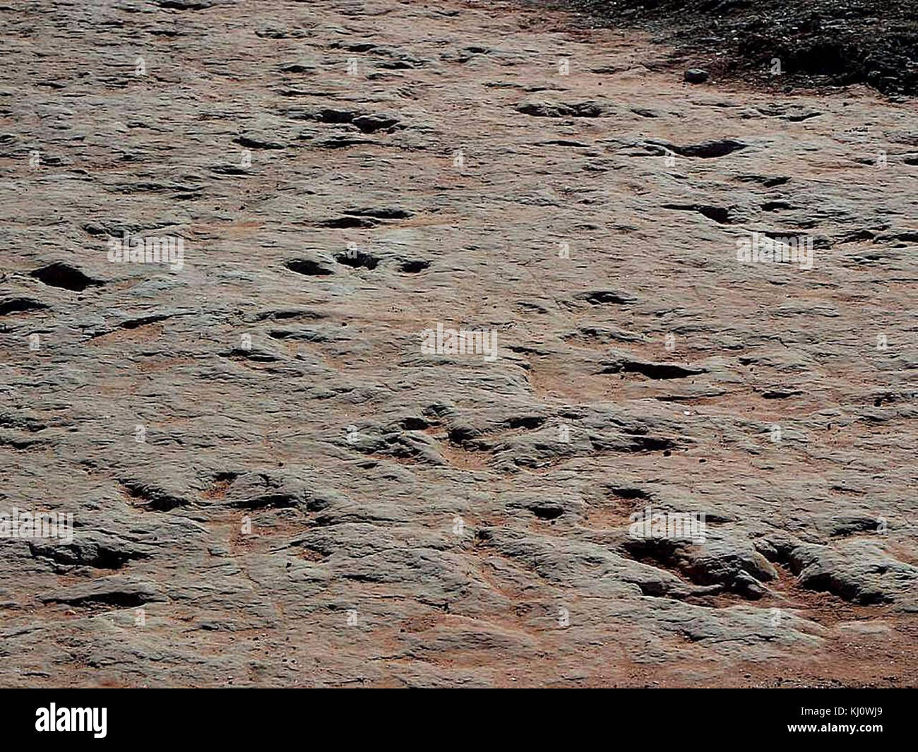Erhaltene Dinosaurier-Fußabdrücke, die fossile Bewegungsmuster prähistorischer Arten zeigen, die in sedimentären Felsformationen gefunden wurden. Stockfoto