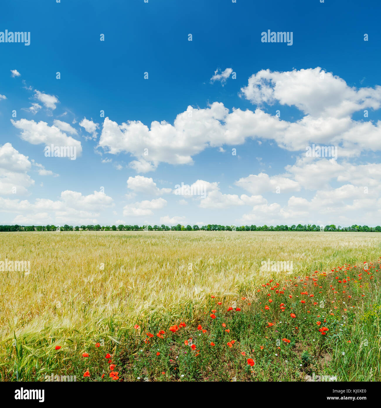 Grüne Agrarbereich mit roter Mohn unter blauen bewölkten Himmel Stockfoto