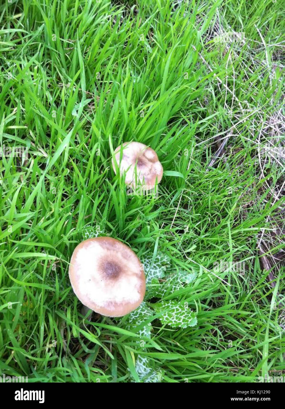 Diese Arbeit erforscht die vielfältige Pflanzenwelt in Israel, dokumentiert die einheimischen und im ganzen Land eingeführten Arten und hebt die einzigartige Flora der Region hervor. Stockfoto