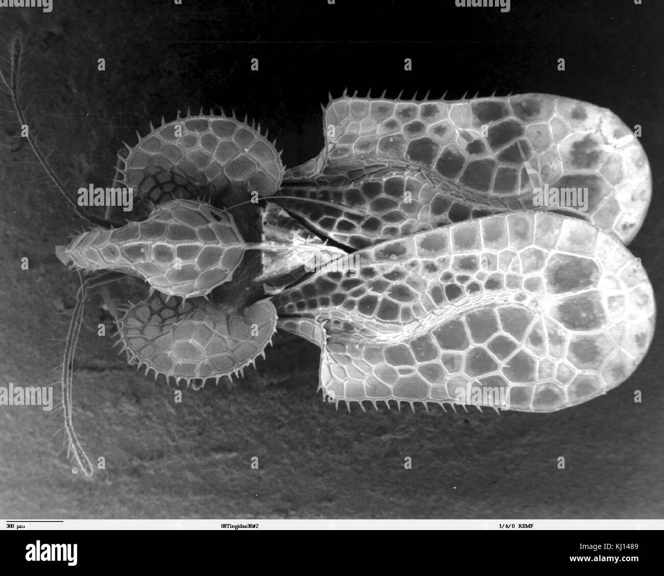 Tingidae Familie Stockfoto