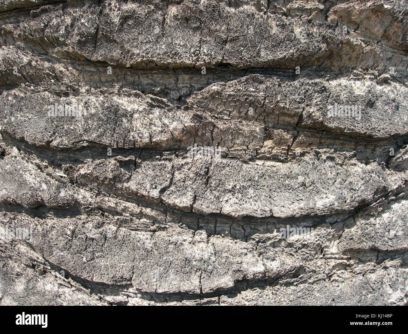 Das Nahbild der Baumrinde zeigt Textur, Grate und natürliche Oberflächenmuster, die nützlich für die Untersuchung der botanischen Struktur und Artenidentifikation sind. Stockfoto