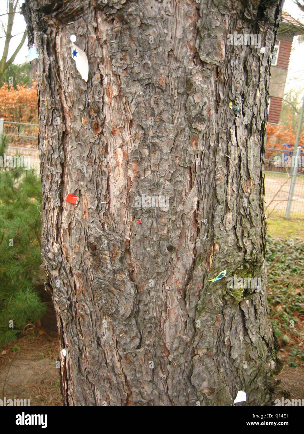 Ein wissenschaftliches Bild, das den Baumrindenrindenrindenkortex, die äußerste Schicht des Baumstammes, zeigt. Dieses Bild unterstreicht seine Rolle beim Schutz des Baumes, der wichtige Nährstoffe enthält und das Wachstum und die Gesundheit des Baumes insgesamt unterstützt. Stockfoto