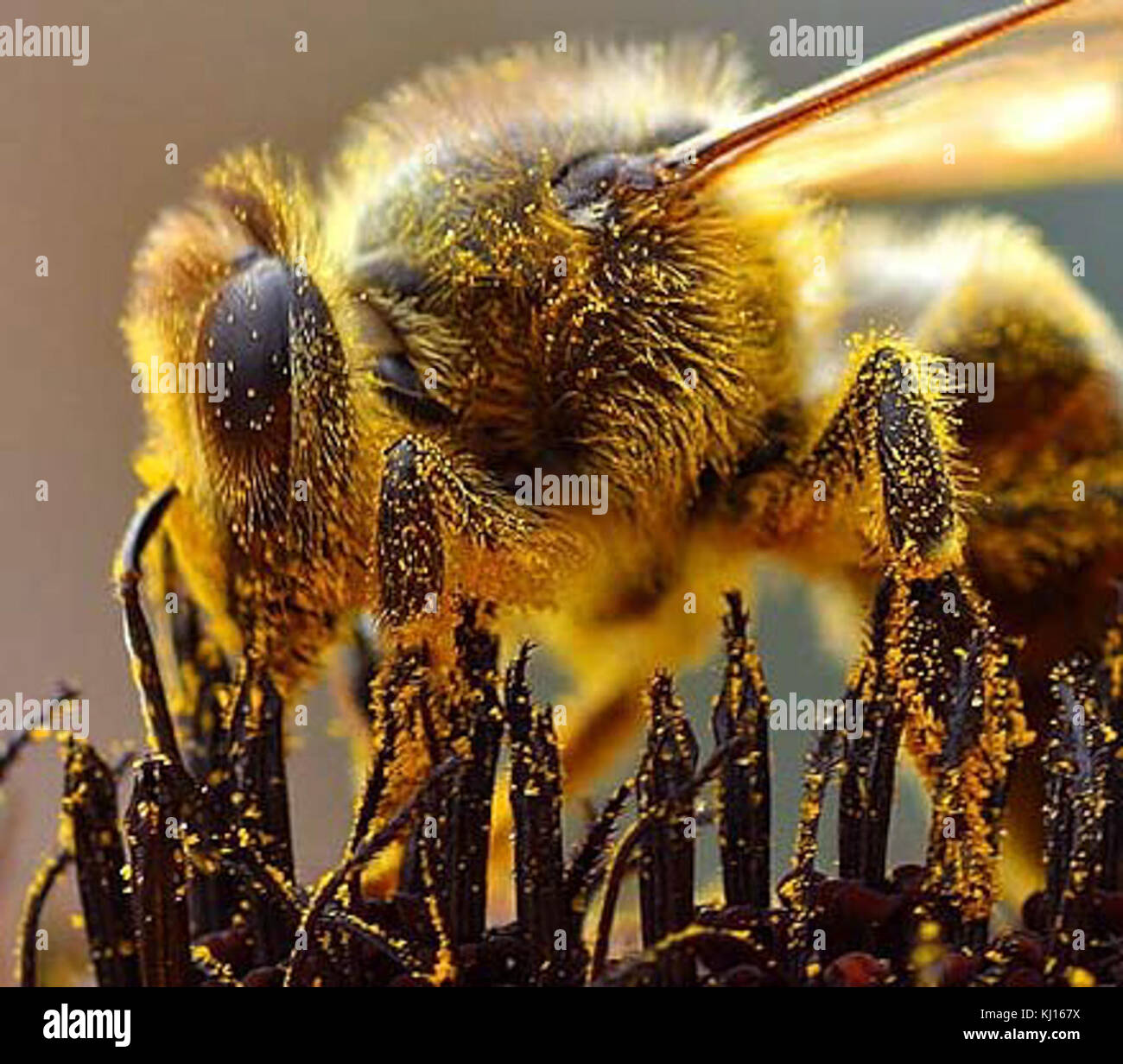 Bienen Pollen sammeln 7/8 Stockfoto