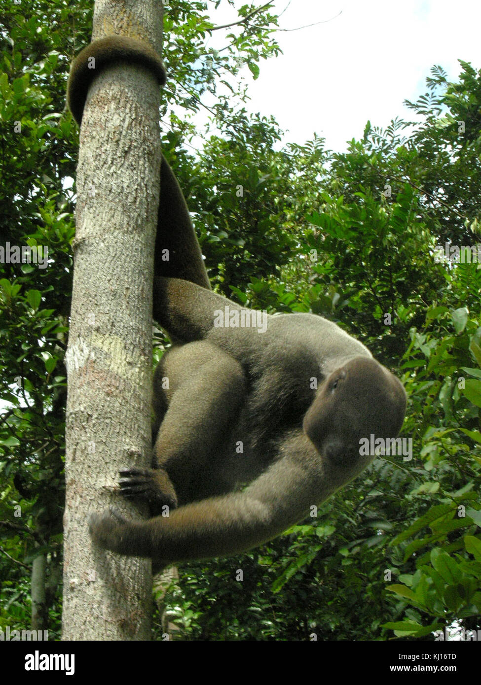 Braun Woolly Monkey Stockfoto