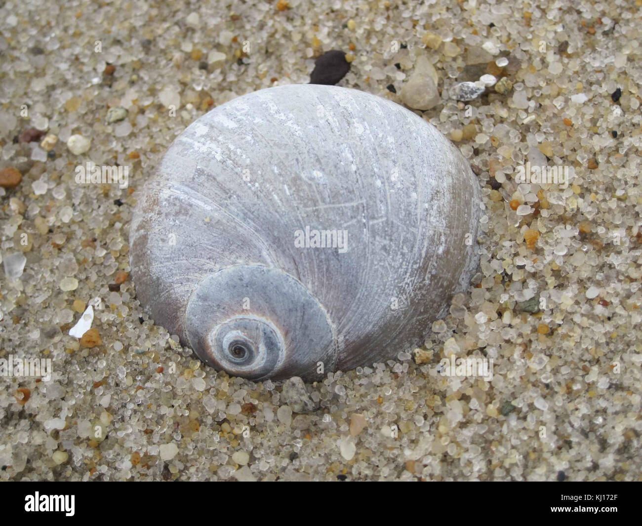 Marine schneckenhäuser am Ufer im Sand Stockfoto