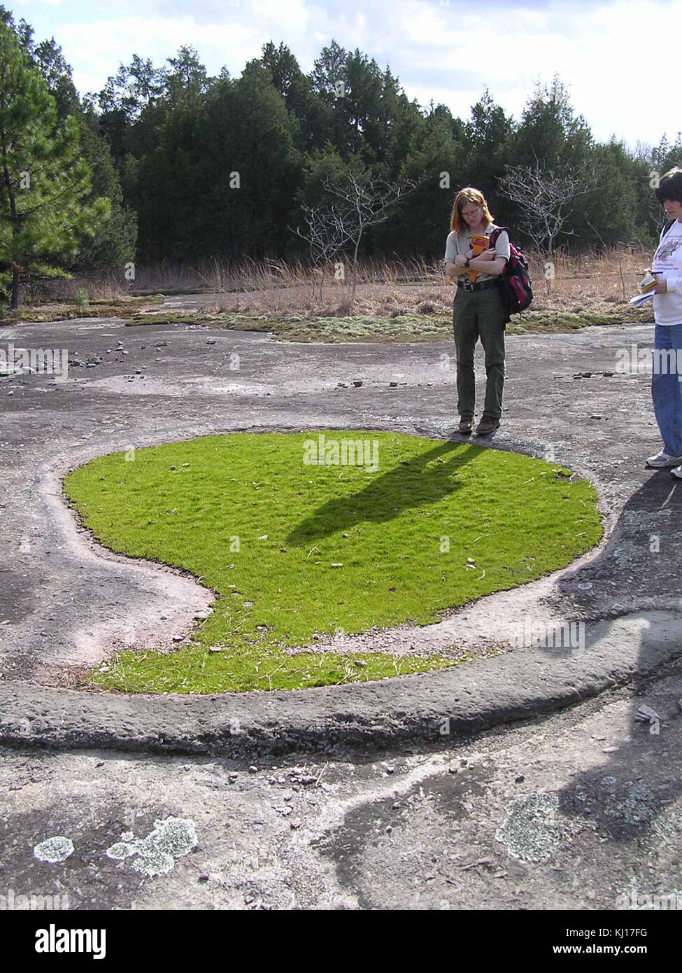 Mat bilden quillwort tegetiformans isoetes Stockfoto