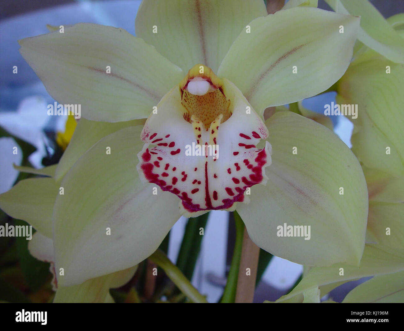 Blume Weiße und Rote Orchidee Stockfoto