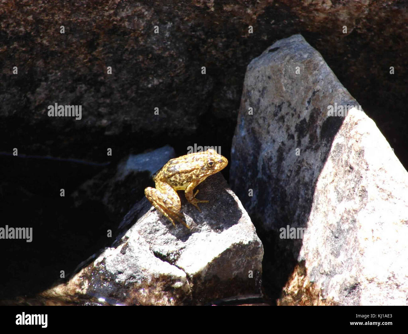 Der Bergfrosch, eine vom Aussterben bedrohte Art, kommt in den Hochgebirgsregionen Kaliforniens vor, wobei der Schwerpunkt auf dem Schutz von Lebensräumen und dem Artenschutz liegt. Stockfoto