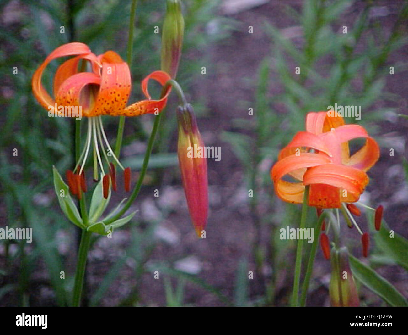 LiliumPardalinumDarmCrook 1. Stockfoto